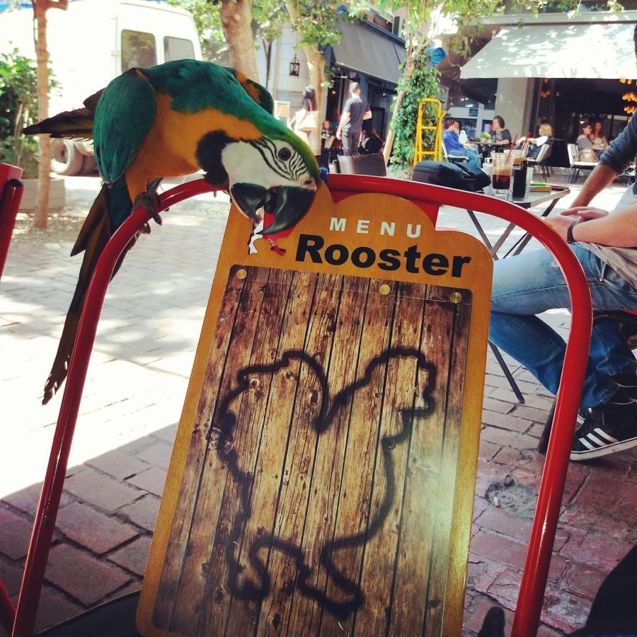 Rooster Suites أثينا المظهر الخارجي الصورة